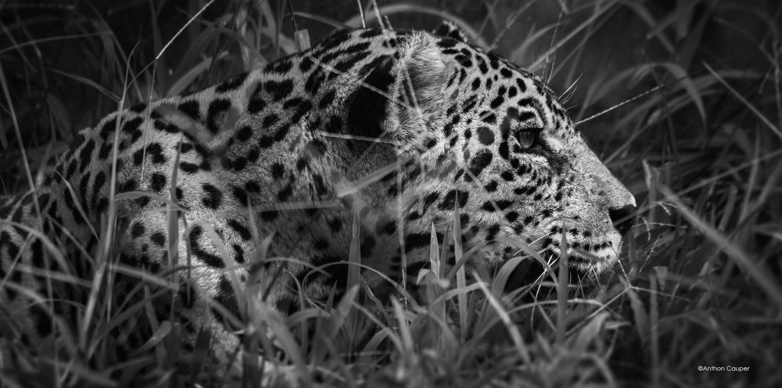 From the Amazon frame 1