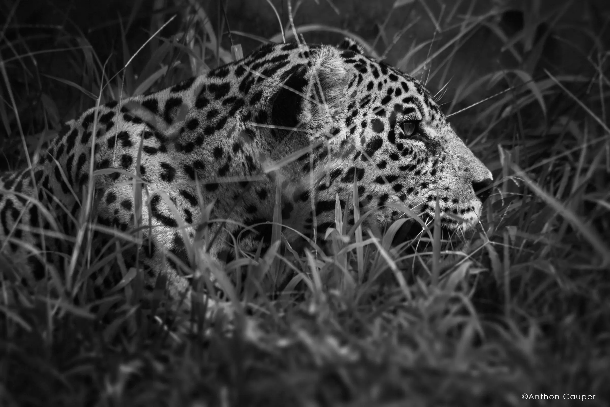 From the Amazon frame 3
