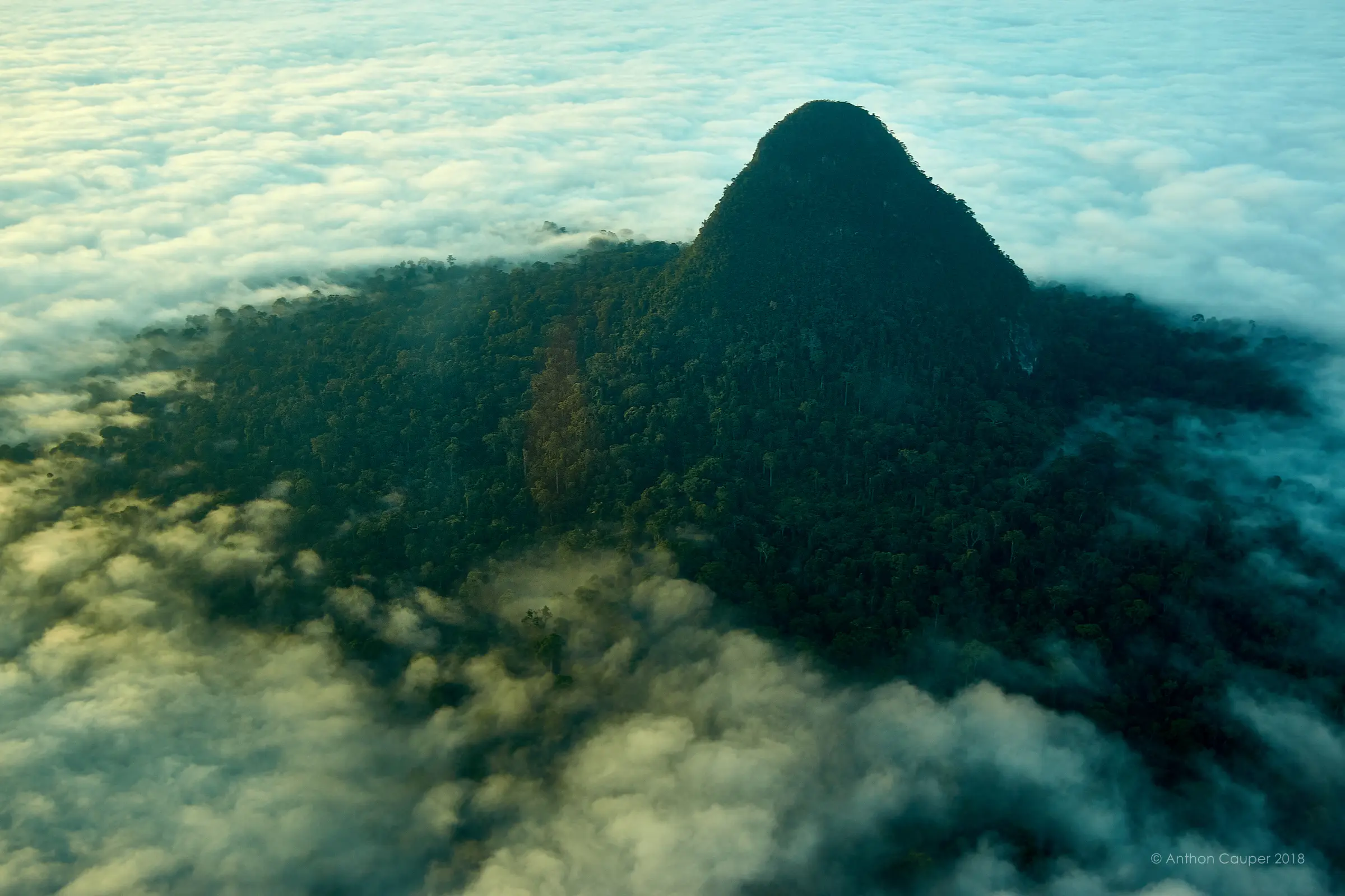 From the Amazon